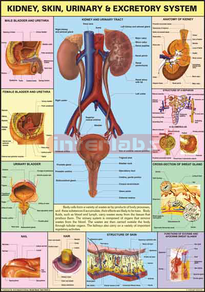 Kidney, Skin & Excretory Organs